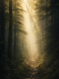 Wellenlicht Prozess Nebel, Wald